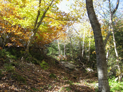 Long Trail to Worth Mountain summit
